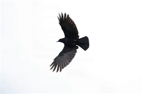 stock photo  animal bird crow