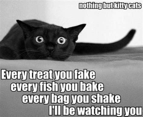 black cat magic cat memes funny cat memes cats funny animals
