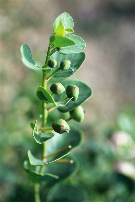 Capperi proprietà e benefici per la salute del fiore commestibile