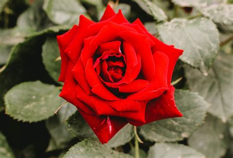 A Beginner's Guide to Growing Roses for Your Rose Garden - Crown Round ...