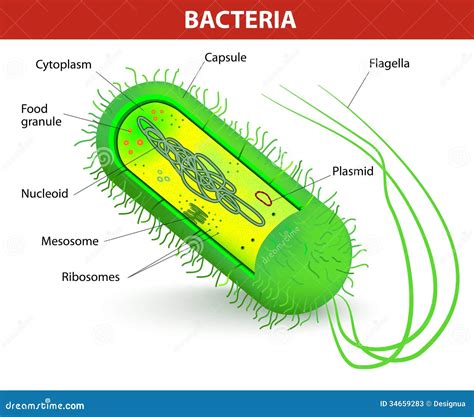 Bacteria Cell Structure Stock Photos - Image: 34659283