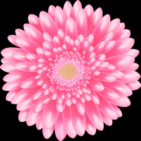 Download Vibrant Pink Daisy Flower | Wallpapers.com
