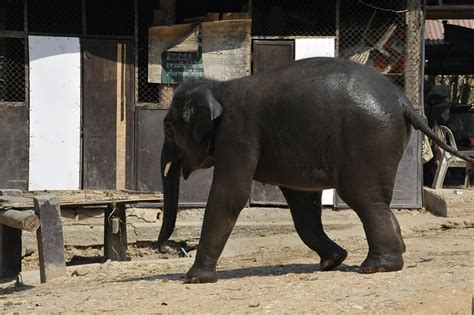 Thailand Elefant Natur Kostenloses Foto Auf Pixabay Pixabay