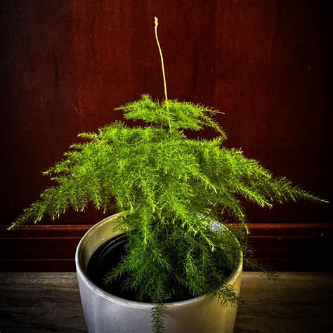 asparagus fern blooms