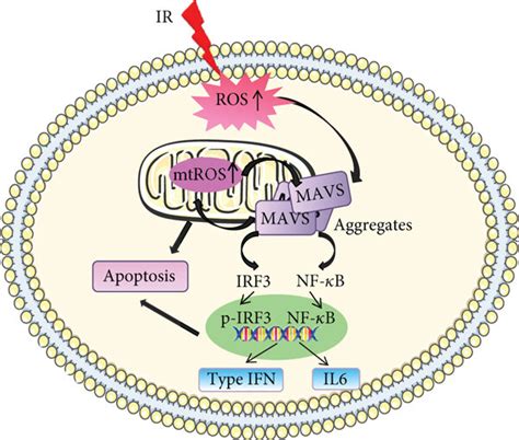 The Speculated Model Of Ros Mediated Mavs Oligomerization Resulting In