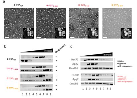 Effect of α syn C terminal truncation on the chaperone induced