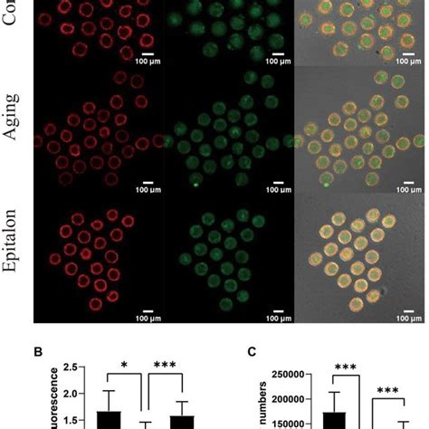 Epitalon Protected The Function Of Mitochondria During Post Ovulatory
