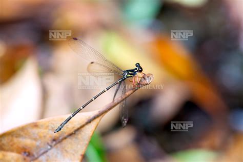 トゲオトンボ♂ / ≪写真素材・ストックフォト≫ NNP PHOTO LIBRARY