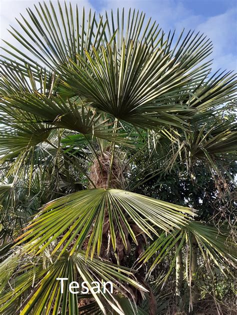 Trachycarpus Winsan X Tesan F1 Bijzondere Tuinplanten