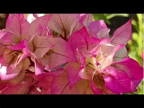 Beautiful White Bougainville Flower Plant In My Home Garden White