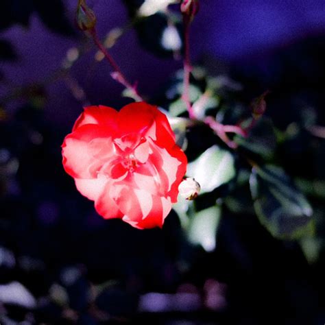 stream  chrome   benny listen