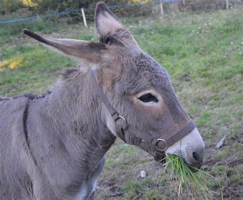 100 Free Ass Donkey Images Pixabay