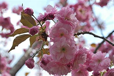 Kit Best Cherry Blossom Tree Seed Kits To Plant At Home