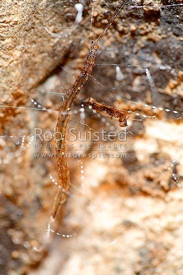 Glow Worm Larvae With Insect Prey In Silk Fishing Line Nest