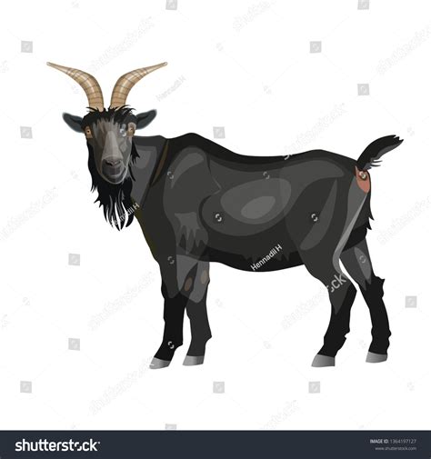 Black Goat Standing Side View Vector Stock Vector (Royalty Free ...