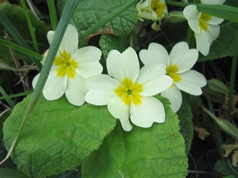 Primrose Spring Flower - Free photo on Pixabay - Pixabay
