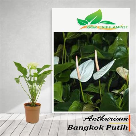 Jual Bibit Tanaman Anthurium Bangkok Putih Tanaman Hidup Di Lapak Bibit Tabulampot Bukalapak