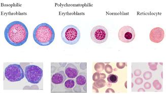 Haematology Rbcs Flashcards Quizlet