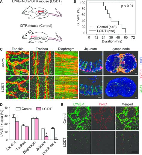 Systemic Analysis Of Structural Changes In Lymphatic Vessels In