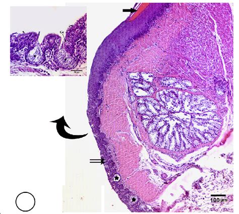 Photomicrograph Of A Transverse Section Of Common Moorhen Shows The