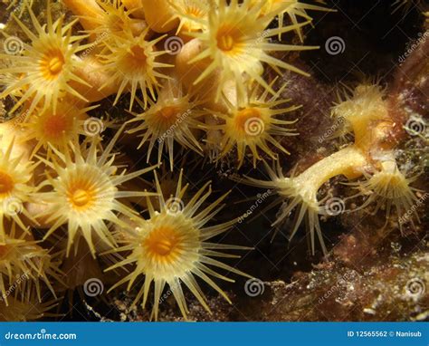 Parazoanthus stock photo. Image of parazoanthus, snorkel - 12565562