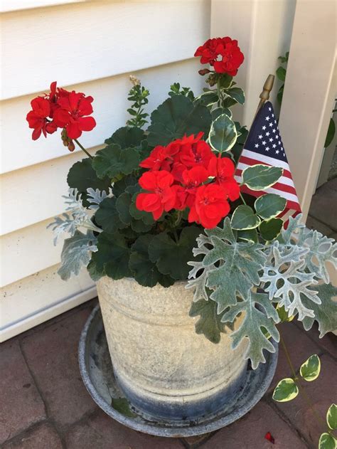 Red geraniums | Red geraniums, Geraniums, Summer decor