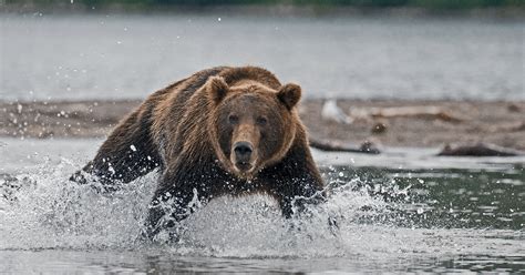 How Fast Can A Bear Run? Why You Should Never Run From A Bear
