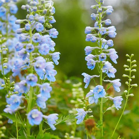 Delphinium | A Cultivation Guide For Majestic Blooms