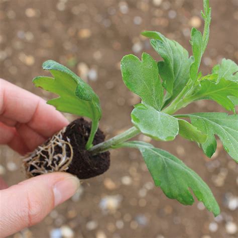 Chrysanthemum Outdoor Bloom Plant Collection From Mr Fothergills Seeds