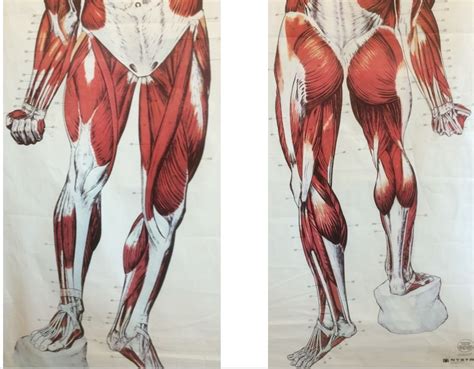 Muscles Of The Lower Extremity Diagram Quizlet