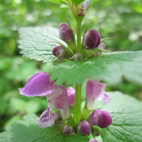 Эллада on Instagram: "#природа #лето #природасреднейполосы #влесу #влес ...