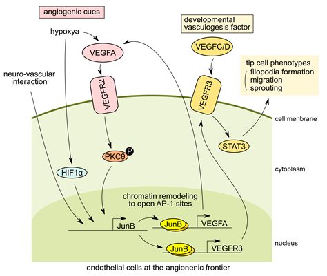 Ijms Free Full Text Emerging Role Of Ap 1 Transcription Factor Junb In Angiogenesis And