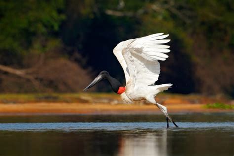 Jabiru (Jabiru mycteria) im Steckbrief - Merkmale, Vorkommen, Verhalten ...