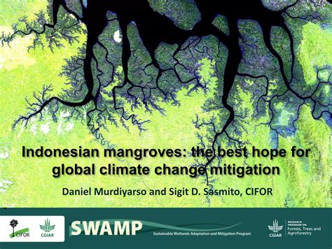 Indonesian mangroves the best hope for global climate change mitigation
