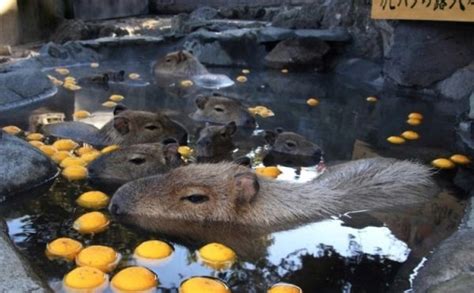 In Japan Capybaras Get Treated To Yearly Hot Tubs Neatorama