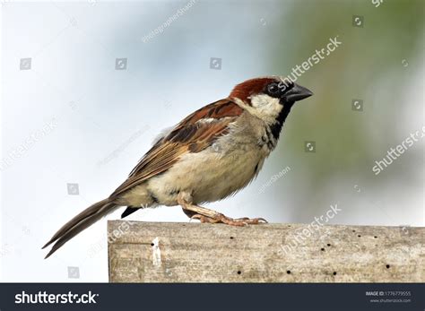 923 Old World Sparrow Images Stock Photos And Vectors Shutterstock