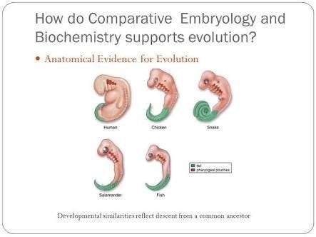 Comparative Embryology Evolution Evidence