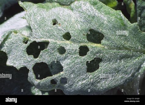 Leaf damaged by slugs Stock Photo - Alamy