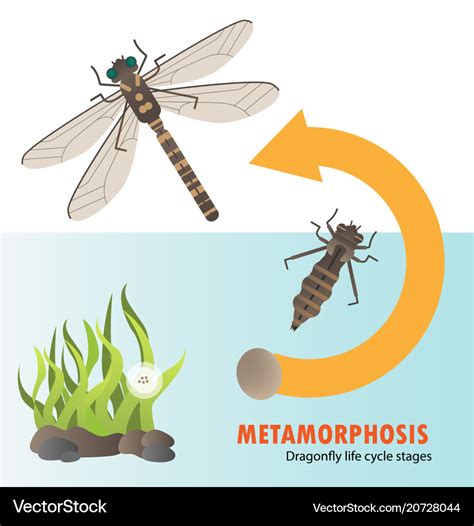 Dragonfly life cycle metamorphosis Royalty Free Vector Image