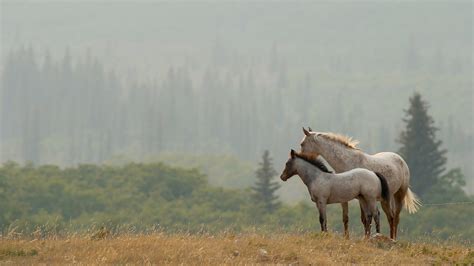 1920x1080 Nature Horses Landscape Coolwallpapersme