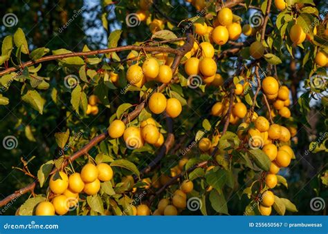 Ripe Fruits Of Wild Yellow Cherry Plum Prunus Cerasifera On A Tree