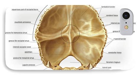 Occipital Bone Labeled