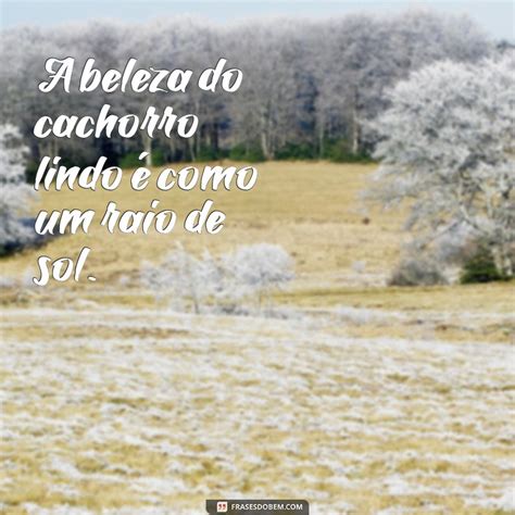 Descubra as Raças de Cachorros Lindos que Vão Roubar Seu Coração