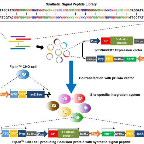 Schematic Illustration Of In Vitro Screening System For Synthetic