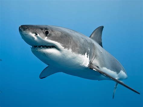 Great White Shark Project Zoo Wiki Fandom