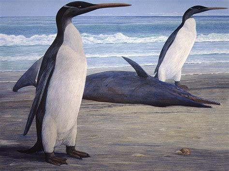 Big Bird: Fossils of World's Tallest Penguin Discovered | Live Science