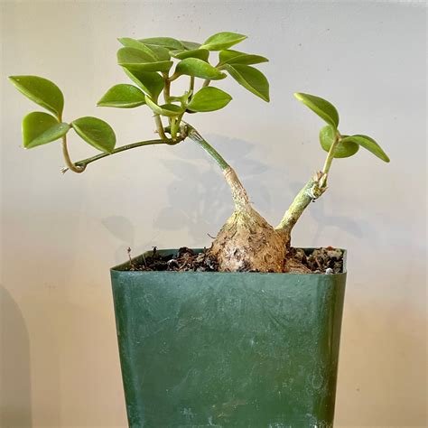 Neoalsomitra sarcophylla - Burmese Caudex Vine | Cloud-Hidden Plants