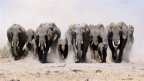 herd-elephants-animals-screen-hd-wallpaper-1600x900 - YAAZ