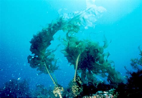 Undaria; Wakame