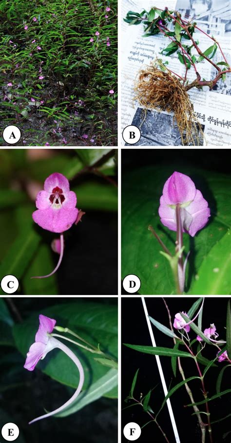 Species New To Science Botany • 2023 Impatiens Yinyinkyii And I